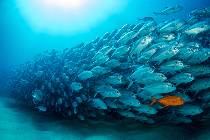 School of fish in ocean